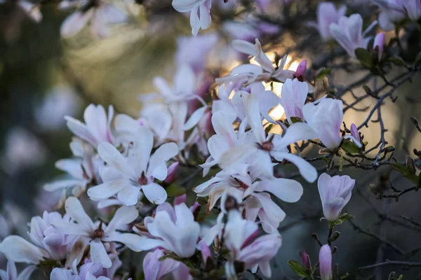 Frühling Hintergrund Mit Weiß Blühenden Pflanze Magnolia Stellata Zweig — Stockfoto