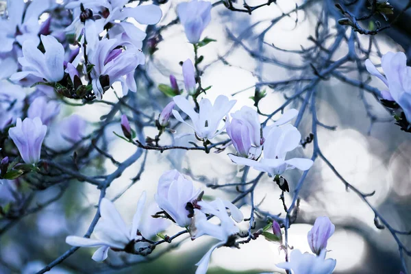 Spring Background White Blooming Plant Magnolia Stellata Branch — Fotografia de Stock