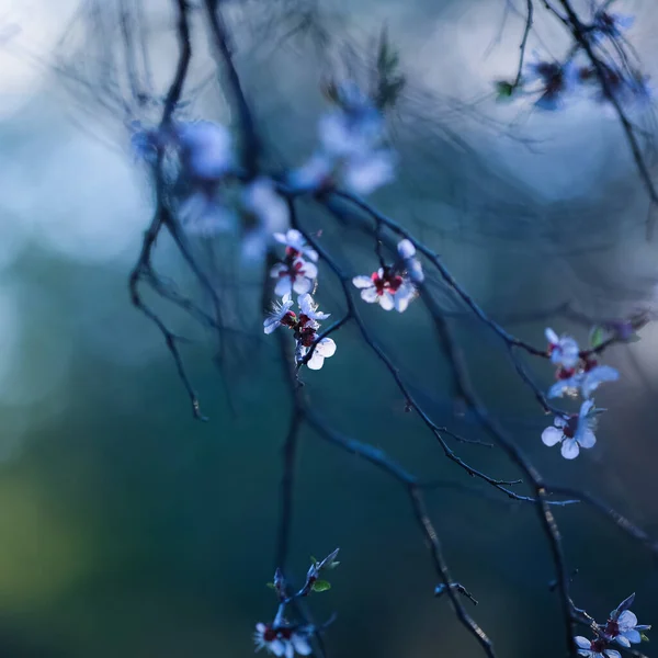 Spring Background White Blooming Plant Almonds — Zdjęcie stockowe