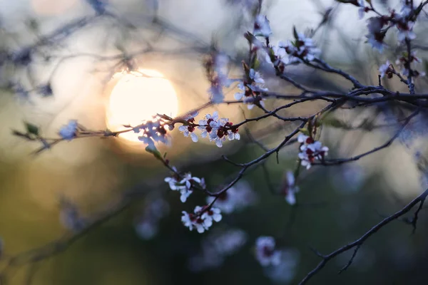 Frühling Hintergrund Mit Weiß Blühenden Pflanze Mandeln — Stockfoto