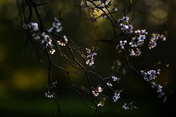 Spring Background White Blooming Plant Almonds — Zdjęcie stockowe