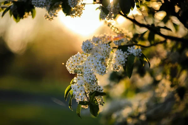Spring Background White Blooming Plant Bird Cherry — Zdjęcie stockowe
