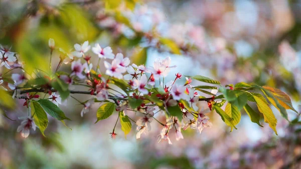 Spring Background White Blooming Plant Cherry — Fotografia de Stock