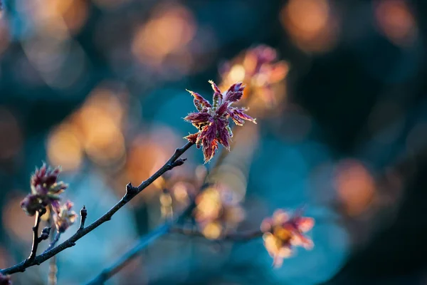 Spring Background Blooming Plant Oak Quercus Rubra — Zdjęcie stockowe