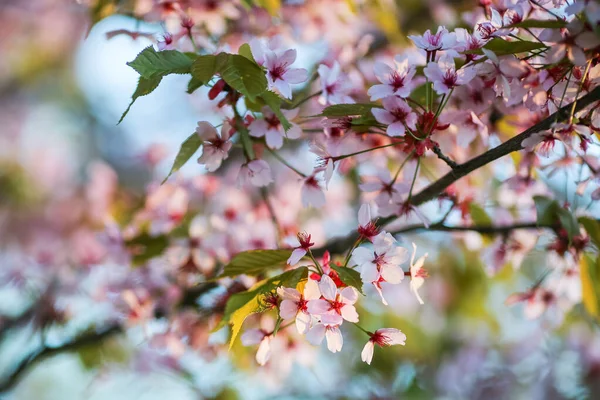 Spring Background White Blooming Plant Cherry Foto Stock Royalty Free