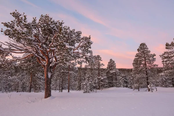 Snow Pine Tree Forest Trees Covered Snow Picture Taken Innerdalen — Fotografia de Stock