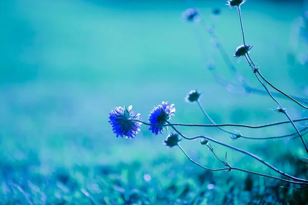 Літній Фон Рослинами Сонячному Світлі Блакитних Тінях — стокове фото