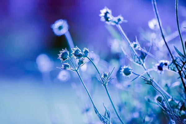 Summer Background Plants Sun Light Blue Shadows — стоковое фото