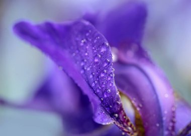 Çiçek açan İris yağmurdan sonra su damlalarıyla kaplandı