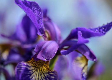 Çiçek açan İris yağmurdan sonra su damlalarıyla kaplandı