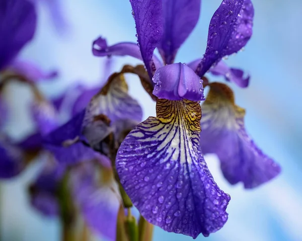 開花植物虹彩雨の後の水滴で覆われた — ストック写真