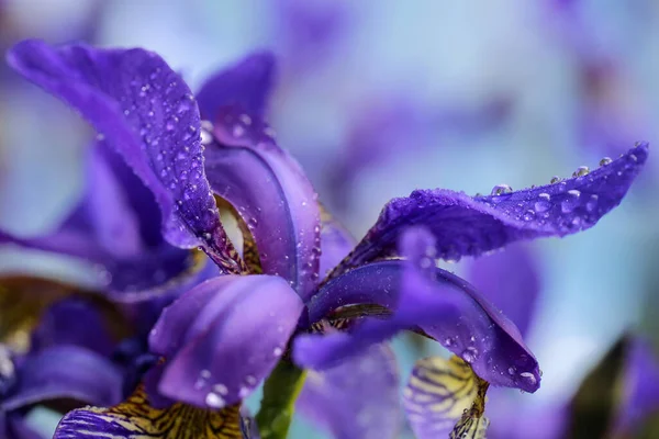 開花植物虹彩雨の後の水滴で覆われた — ストック写真
