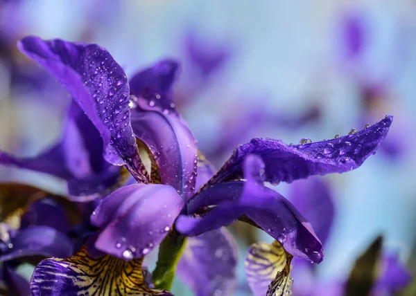 Planta Floreciente Iris Cubierta Con Gotas Agua Después Lluvia — Foto de Stock