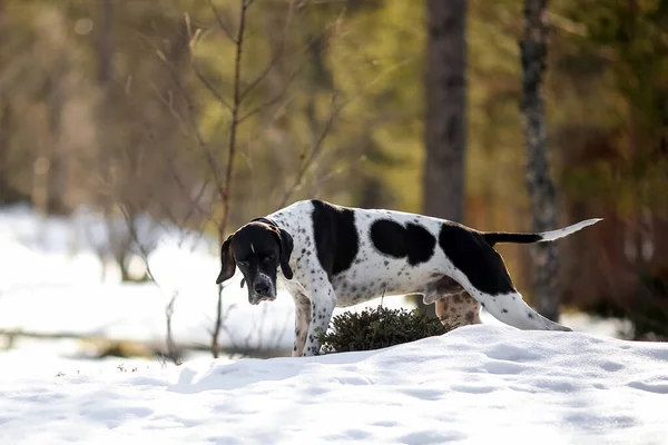 Dog English Pointer Standing Snowy Forest — Stockfoto