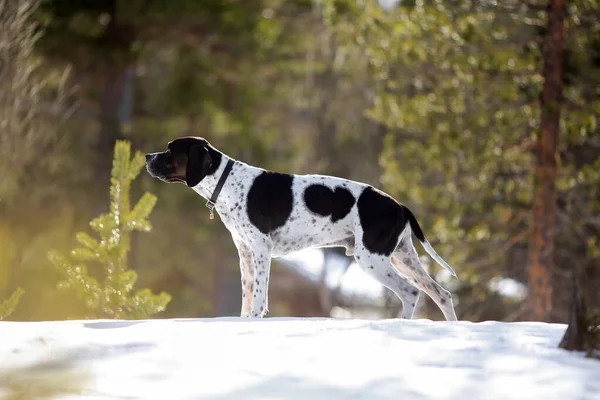 Собака Англійська Вказівник Стоїть Засніженому Лісі — стокове фото