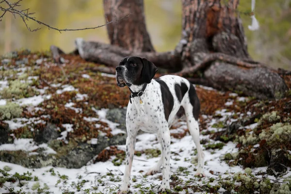 Σκύλος Αγγλικό Δείκτη Στέκεται Στο Χιονισμένο Δάσος — Φωτογραφία Αρχείου