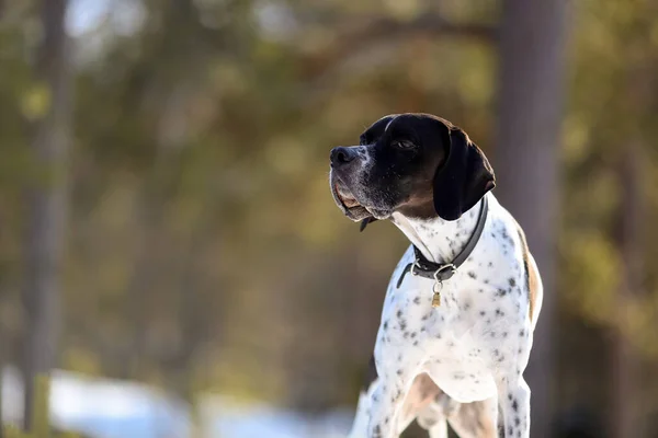 Dog English Pointer Standing Snowy Forest Portrait Closeup — Zdjęcie stockowe