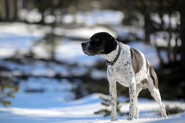 Dog English Pointer Standing Snowy Forest Portrait Closeup — Stockfoto