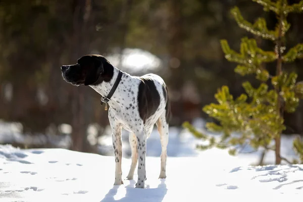 Dog English Pointer Standing Snowy Forest — Stok fotoğraf