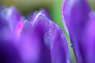 Blooming plant purple Crocus covered with water drops