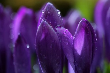 Blooming plant purple Crocus covered with water drops