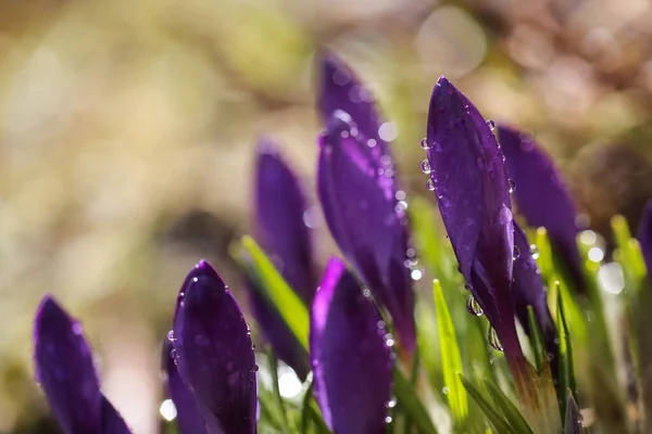 Blooming Plant Purple Crocus Covered Water Drops — Stok fotoğraf