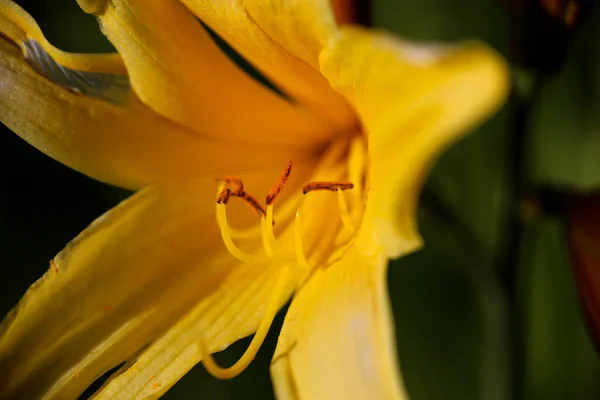 Blooming Yellow Plant Hemerocallis Lilioasphodelus Macro Closeup — Fotografia de Stock