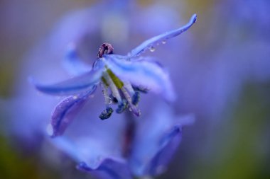 Çiçek açan bahar santrali Scilla Sibirica su damlalarıyla kaplı, makro yakın plan
