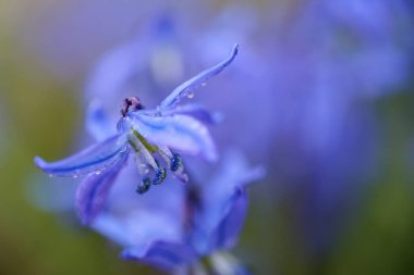 Çiçek açan bahar santrali Scilla Sibirica su damlalarıyla kaplı, makro yakın plan