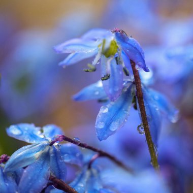 Çiçek açan bahar santrali Scilla Sibirica su damlalarıyla kaplı, makro yakın plan