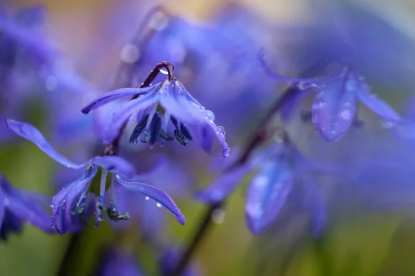 Blühende Frühlingspflanze Scilla Siberica Mit Wassertropfen Bedeckt Makro Nahaufnahme — Stockfoto