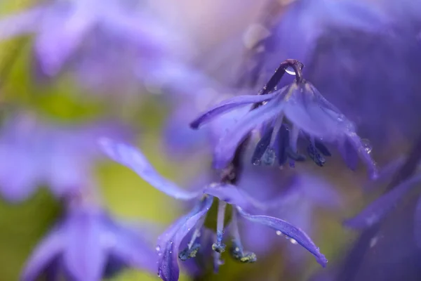 Planta Primavera Florescente Scilla Siberica Coberto Com Gotas Água Macro — Fotografia de Stock