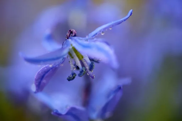 Planta Primavera Florescente Scilla Siberica Coberto Com Gotas Água Macro — Fotografia de Stock