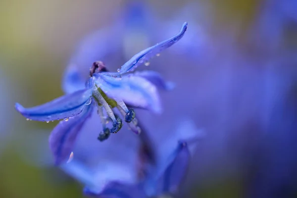 Цветущее Весеннее Растение Scilla Siberica Покрытое Капельками Воды Макро Крупным — стоковое фото