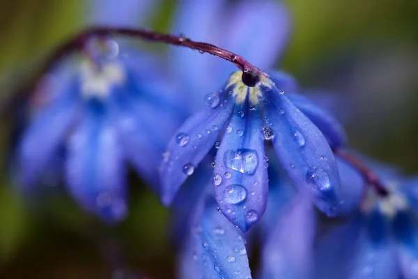 Planta Primavera Florescente Scilla Siberica Coberto Com Gotas Água Macro — Fotografia de Stock