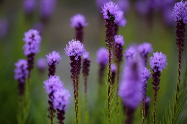 Bahçede çiçek ve çiçek açan yaz arkaplanı, yakın plan.