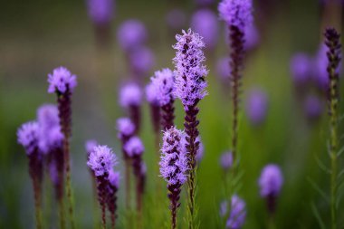 Bahçede çiçek ve çiçek açan yaz arkaplanı, yakın plan.