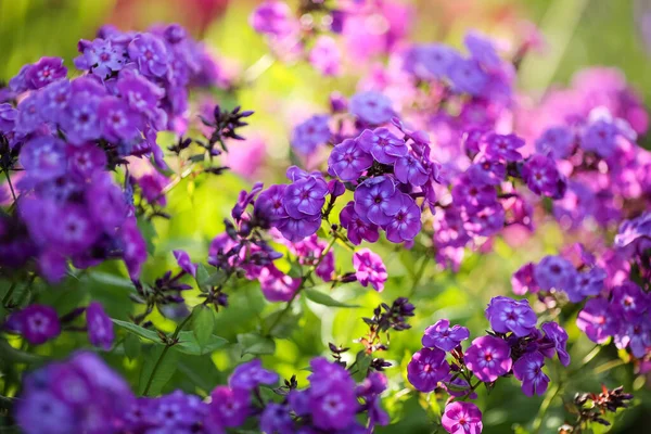 Sommer Hintergrund Mit Blühenden Pflanzen Und Blumen Garten Nahaufnahme — Stockfoto