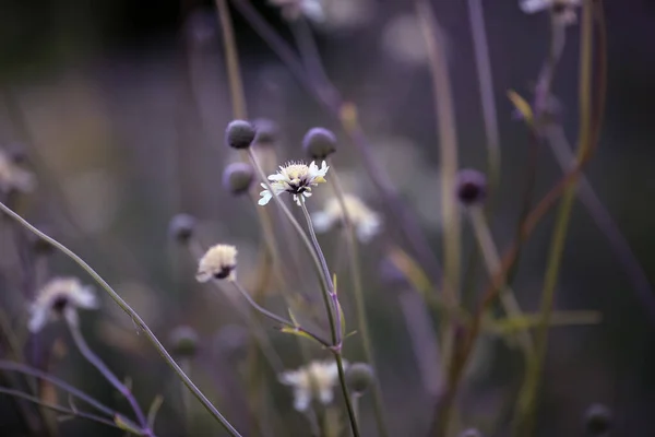 Fundo Verão Com Plantas Florescentes Flores Jardim Close — Fotografia de Stock