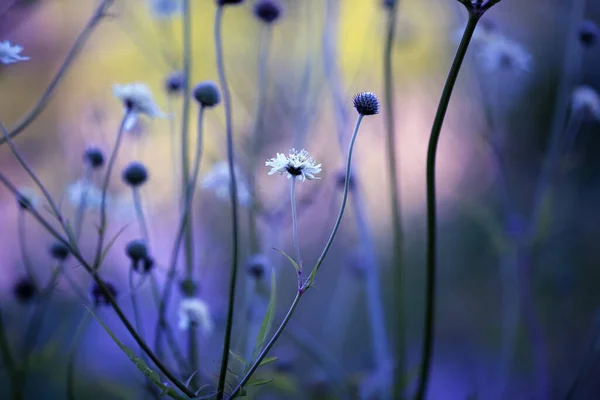 Letní Zázemí Kvetoucími Rostlinami Květinami Zahradě Detailní Záběr — Stock fotografie