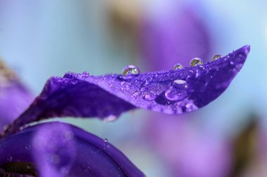 Çiçek açan mavi bitki Iris yağmur, makro ve yakın çekim sonrası su damlalarıyla kaplı.