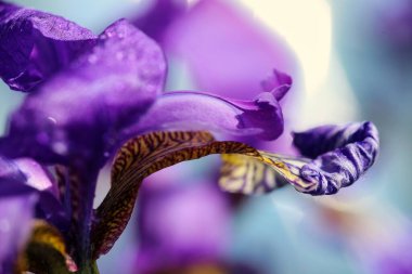 Çiçek açan mavi bitki Iris yağmur, makro ve yakın çekim sonrası su damlalarıyla kaplı.