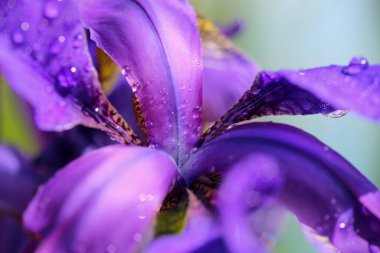 Çiçek açan mavi bitki Iris yağmur, makro ve yakın çekim sonrası su damlalarıyla kaplı.