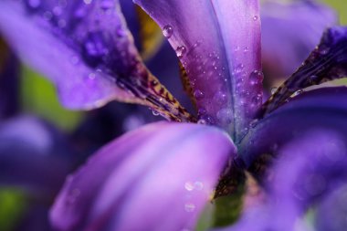 Çiçek açan mavi bitki Iris yağmur, makro ve yakın çekim sonrası su damlalarıyla kaplı.
