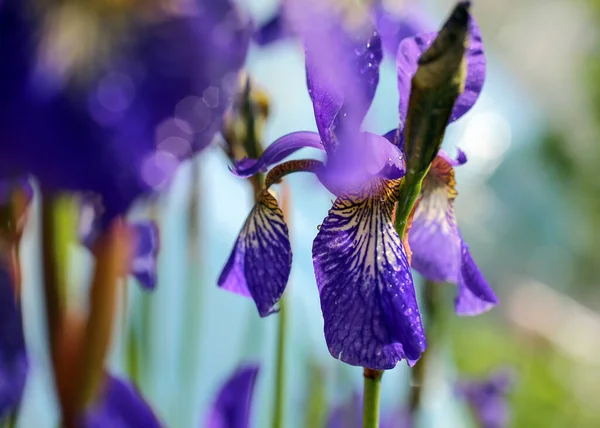 Floración Planta Azul Iris Cubierto Con Gotas Agua Después Lluvia — Foto de Stock