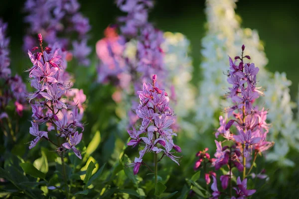 Sommar Bakgrund Med Blommande Växter Och Blommor Trädgården Närbild — Stockfoto