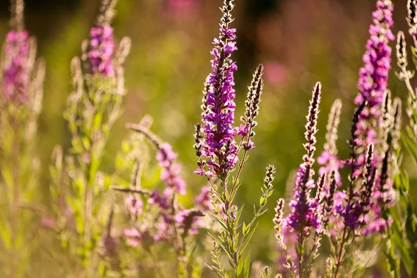 Sommar Bakgrund Med Blommande Växter Och Blommor Trädgården Närbild — Stockfoto