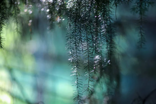 Fundo Verão Com Galho Árvore Larch Close — Fotografia de Stock