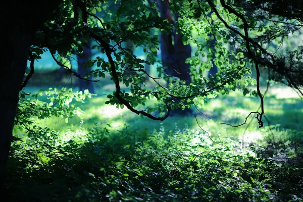 Zomer Achtergrond Met Berken Boom Tak Close — Stockfoto