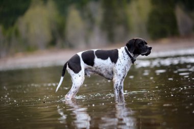 Köpek ingilizce işaretçisi gölde yürüyor, suya yansıyor.